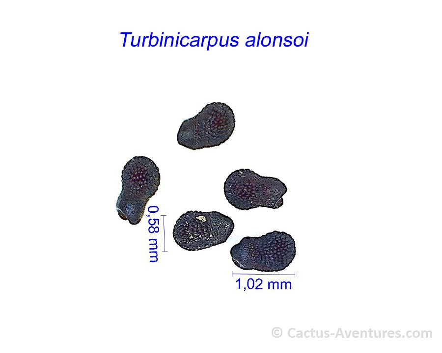 Turbinicarpus alonsoi DH102299